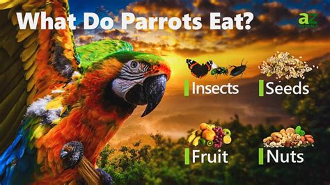 what is a conure|what do conure parrots eat.